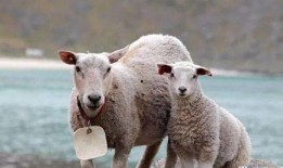 三只羊最新爆料新闻,揭秘娱乐圈最新动态