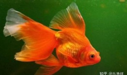 娱乐718吃瓜张金鱼,张金鱼吃瓜背后的故事